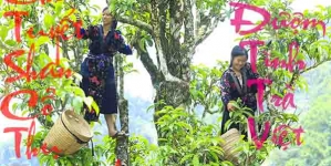 Chè Shan tuyết Tủa Chùa (Điện Biên) được công nhận là cây di sản Việt Nam