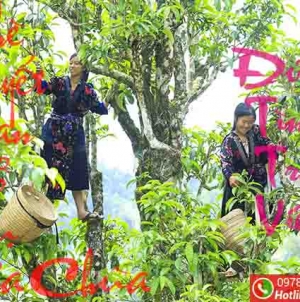 Chè Shan tuyết Tủa Chùa (Điện Biên) được công nhận là cây di sản Việt Nam