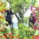 Chè Shan tuyết Tủa Chùa (Điện Biên) được công nhận là cây di sản Việt Nam