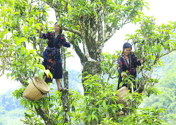 chè shan tuyết