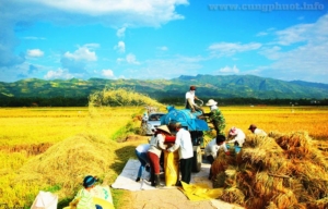 cánh đồng mường thanh