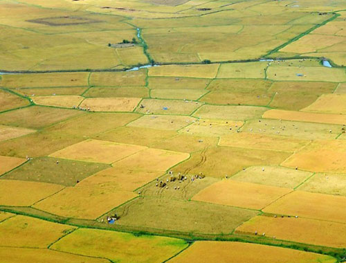cánh đồng mường thanh