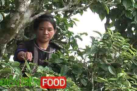 che-shan-tuyet-tua-chua