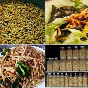 sâu chít Điện Biên