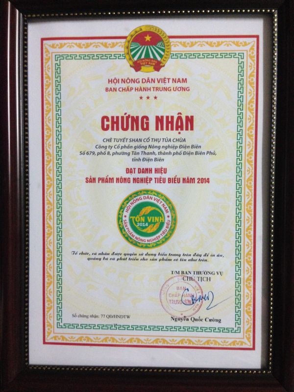 Chè Shan Tuyết Tủa Chùa