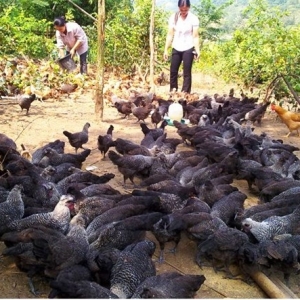 ga_xuong_den