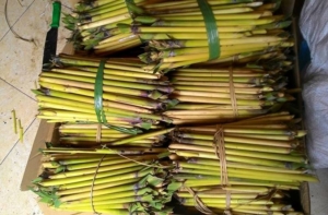 sau chit tuoi