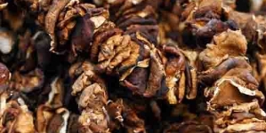 Nấm Hương Rừng Tây Bắc