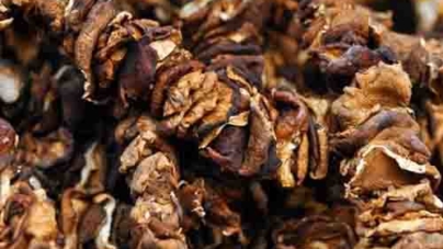 Nấm Hương Rừng Tây Bắc