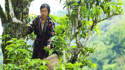 Vương Quốc Chè Cổ