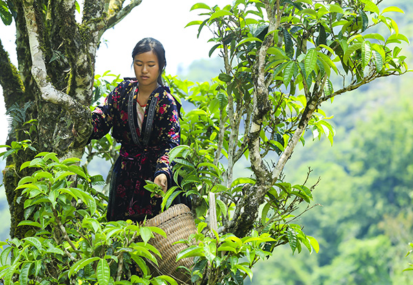 chè shan tuyết tủa chùa 2