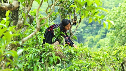 Nguồn gốc, đặc điểm và cách pha chè(trà) shan tuyết(tuyết shan) cổ thụ