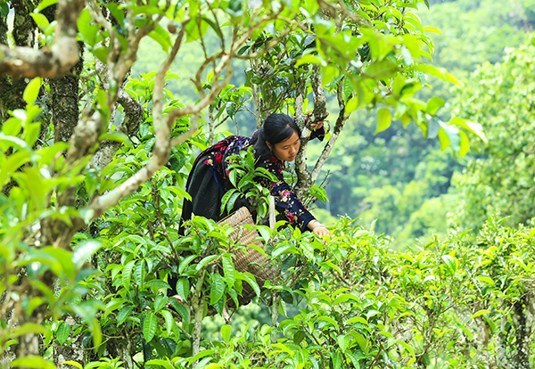 chè trà shan tuyết