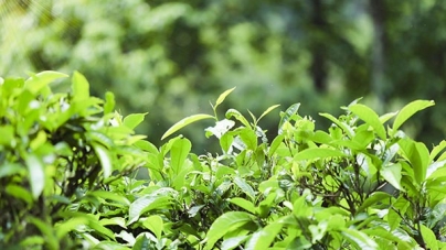 Tác Dụng Của Chè Shan Tuyết