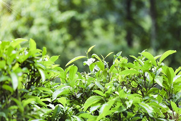 tác dụng chè shan tuyết