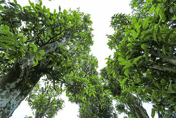 Chè shan tuyết tủa chùa