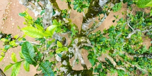 Cuộc hành trình về miền chè Tuyết Shan Cổ Thụ Tủa Chùa