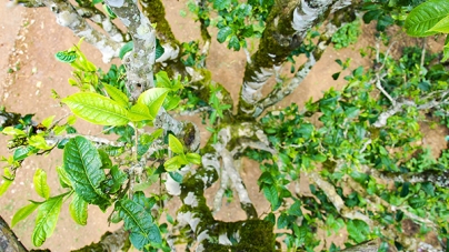 Cuộc hành trình về miền chè Tuyết Shan Cổ Thụ Tủa Chùa