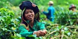 Thương Hiệu Cà Phê Sạch Mường Ảng trên vùng đất Tây Bắc
