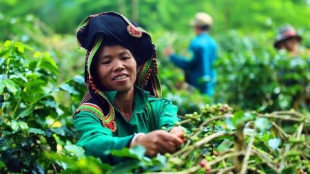 Thương Hiệu Cà Phê Sạch Mường Ảng trên vùng đất Tây Bắc