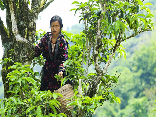 che shan tuyet