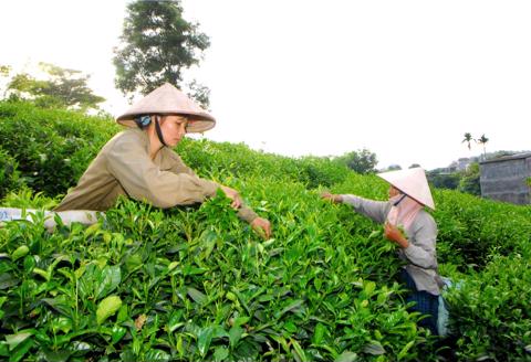 chethainguyen