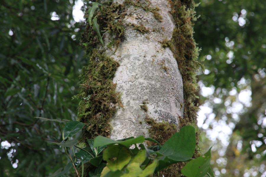 chè shan tuyết cổ thụ