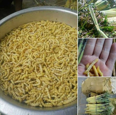 sau-chit-tuoi