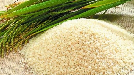 Gạo Điện Biên: Danh xưng đệ nhất gạo ngon vùng Tây Bắc