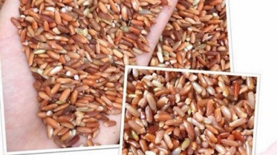 Gạo Lứt Rồng Đỏ Điện Biên