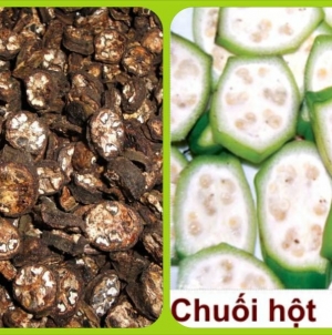 Chuối hột rừng và công dụng chữa bệnh hiệu quả không ngờ