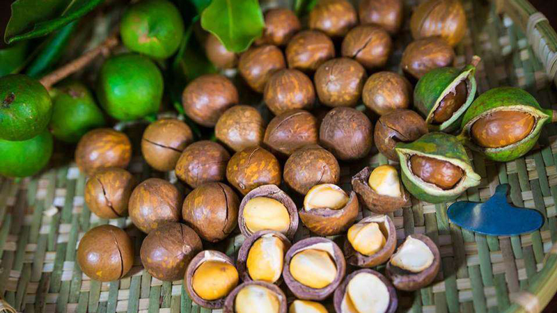 Hạt-Mắc-Ca